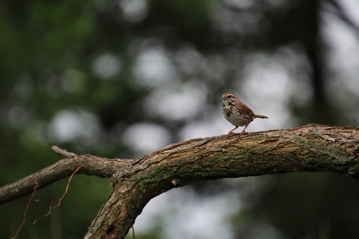 Song Sparrow - ML621581183