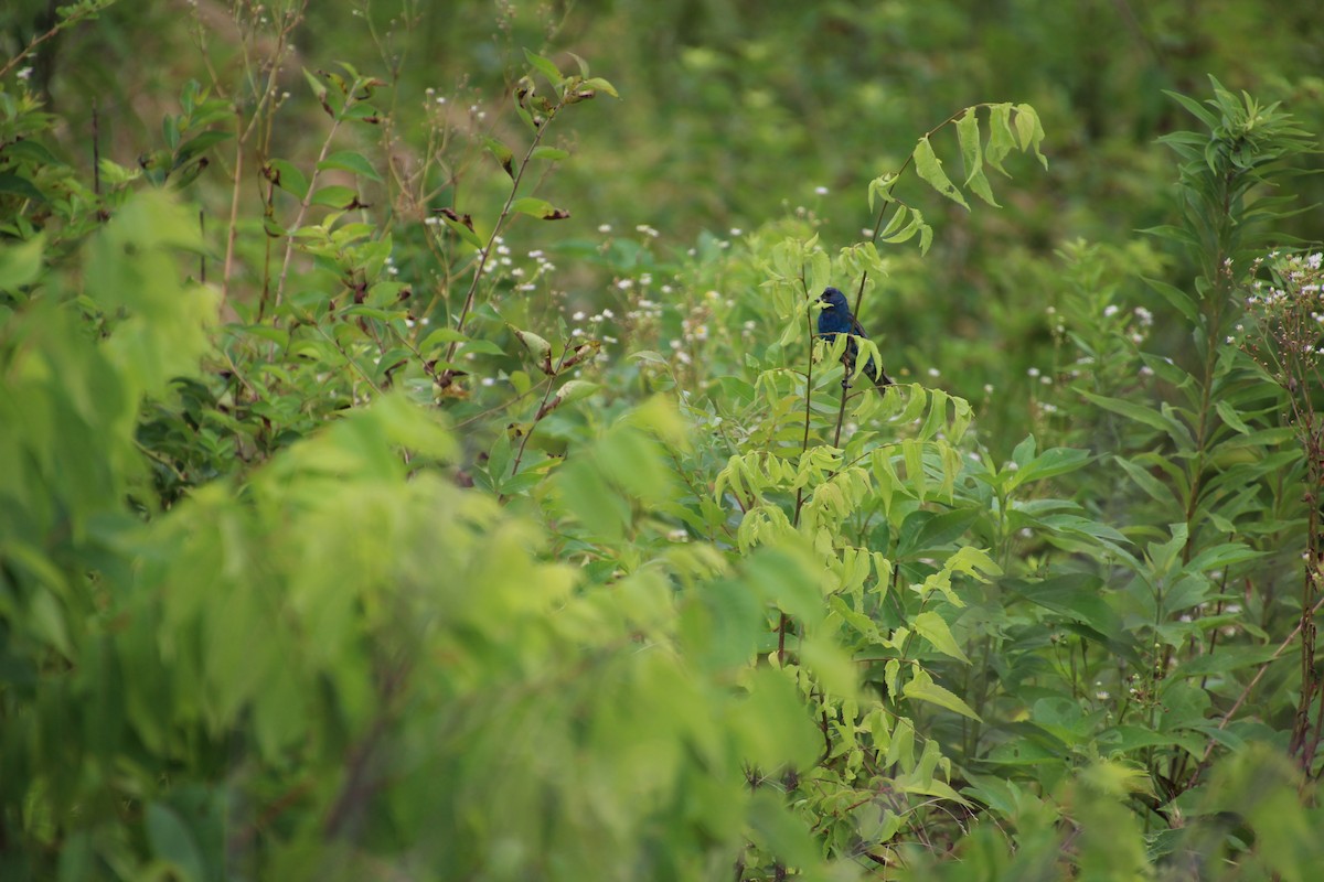 Indigo Bunting - ML621581189