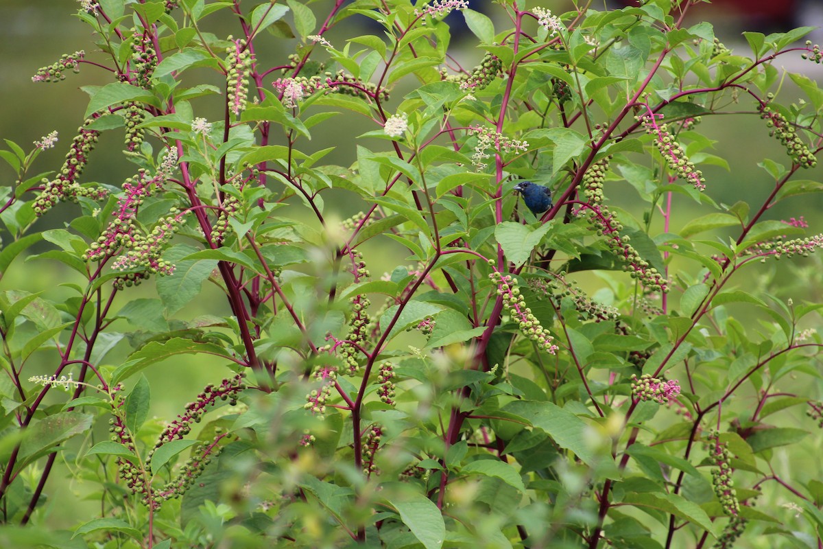 Indigo Bunting - ML621581190