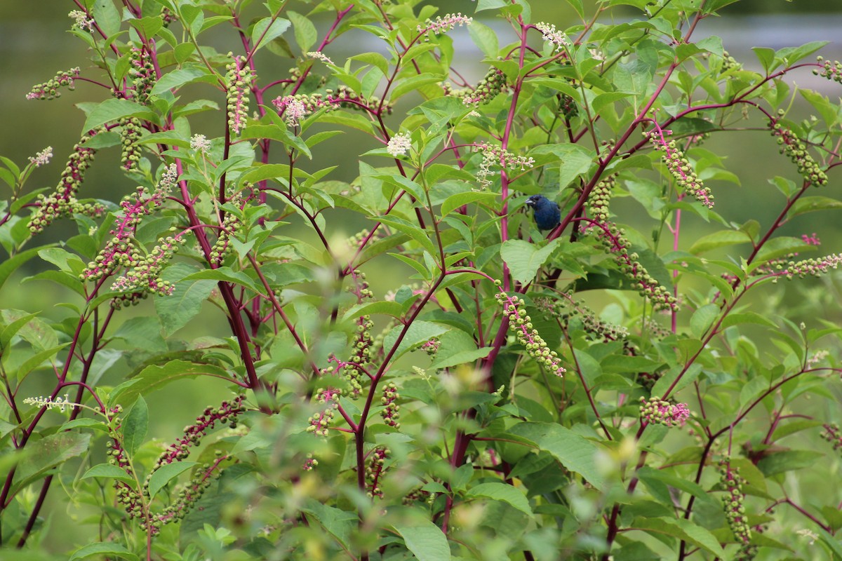 Indigo Bunting - Nathan Rider