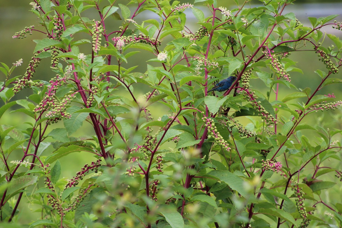 Indigo Bunting - ML621581192