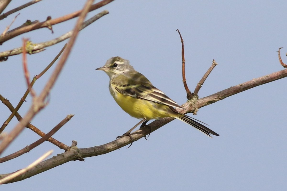 Western Yellow Wagtail (flavissima) - ML621581444