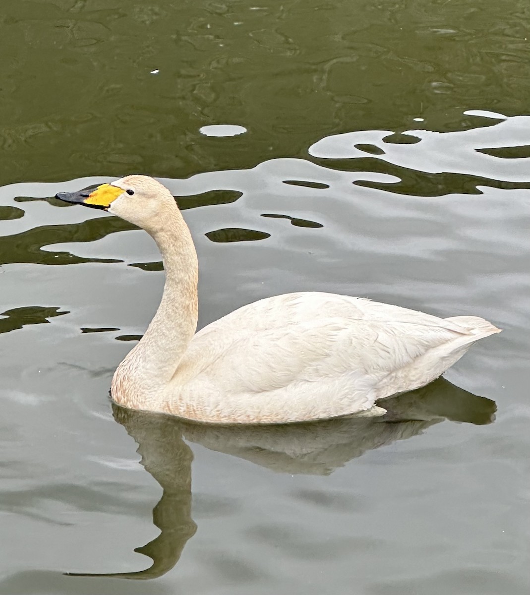 Whooper Swan - ML621581520
