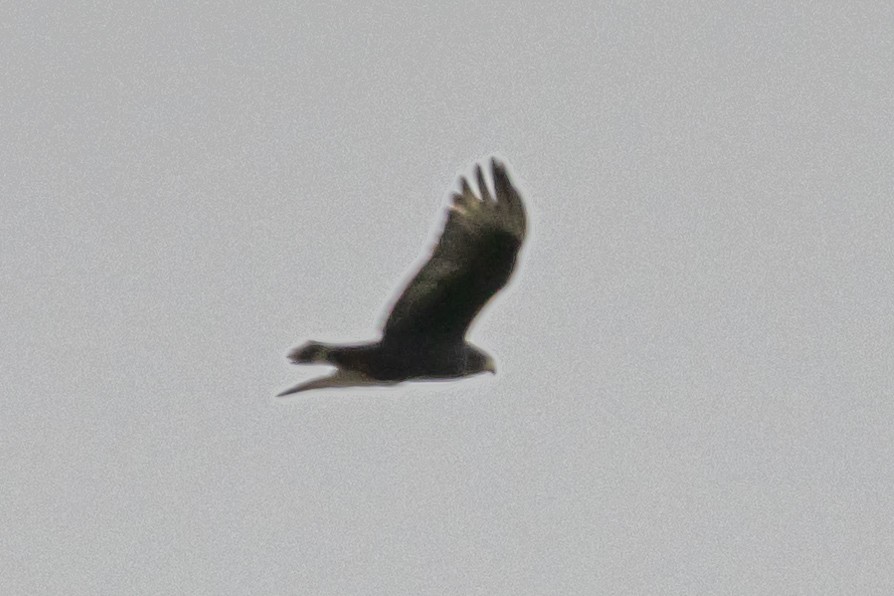 Zone-tailed Hawk - ML621581555