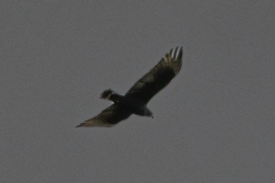 Zone-tailed Hawk - ML621581556
