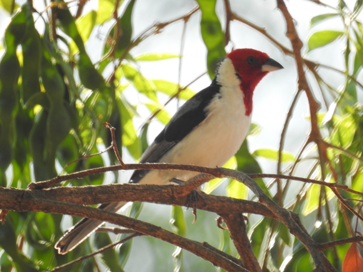Red-cowled Cardinal - ML621581560