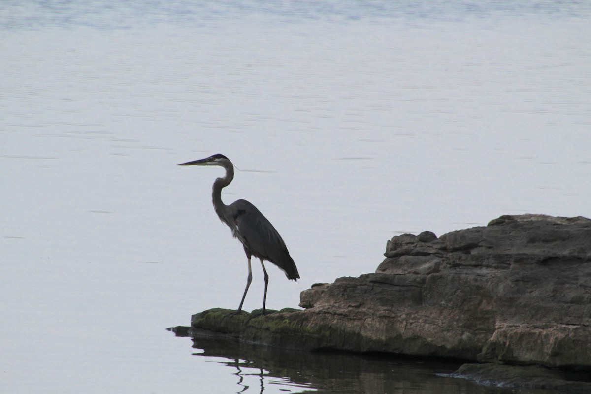 Great Blue Heron - ML621581593