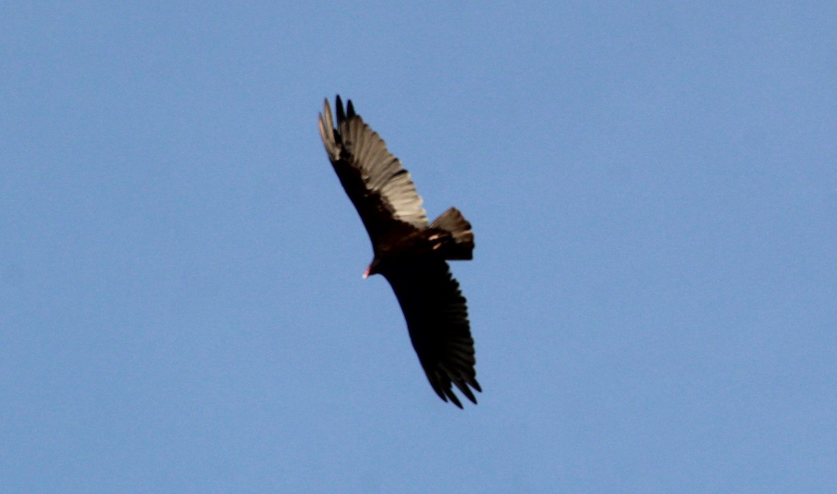 Turkey Vulture - ML621581602