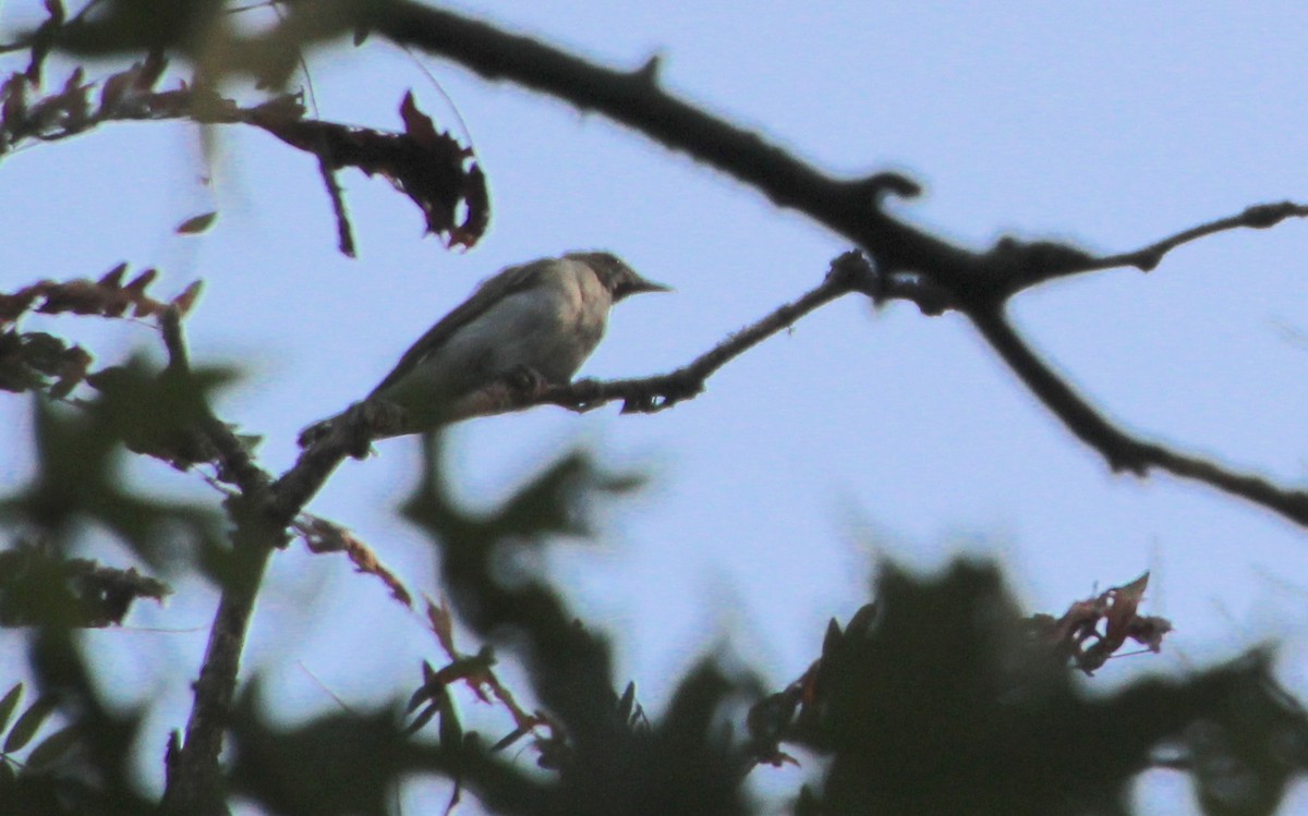 Blue-gray Gnatcatcher - ML621581630