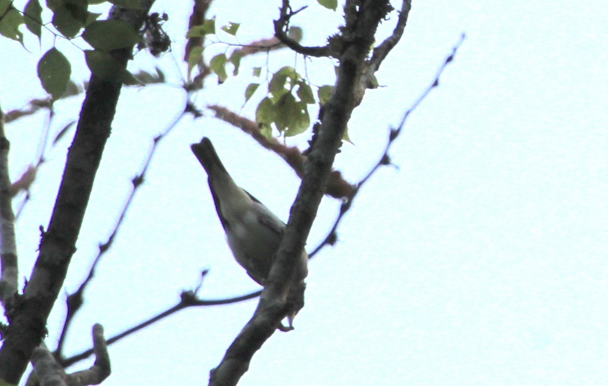 Blue-gray Gnatcatcher - ML621581631