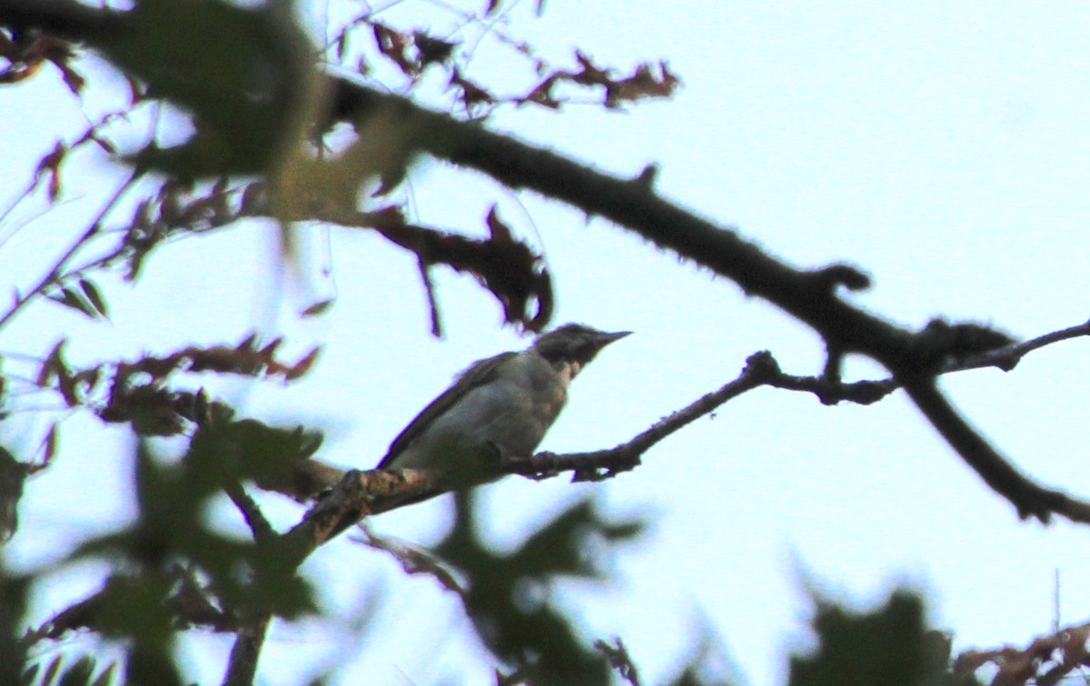 Blue-gray Gnatcatcher - ML621581632