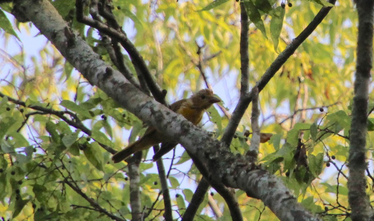 Summer Tanager - ML621581646