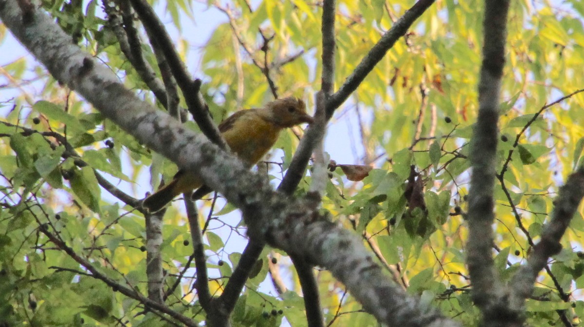 Summer Tanager - ML621581648