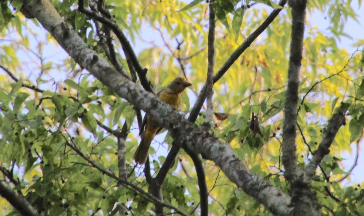 Summer Tanager - Carole Swann