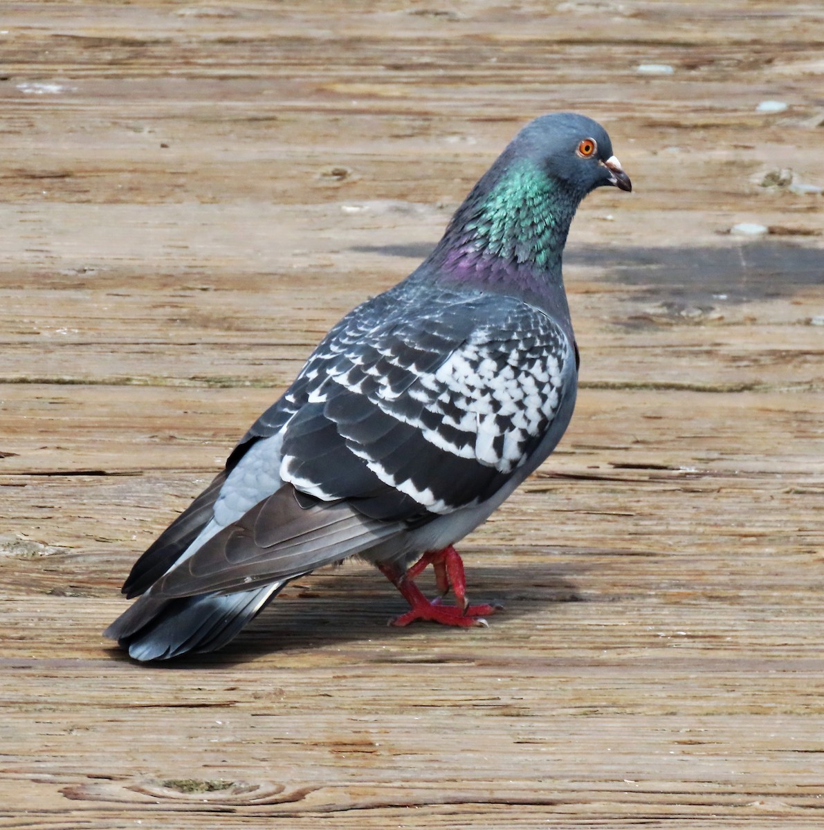 Rock Pigeon (Feral Pigeon) - ML621581695