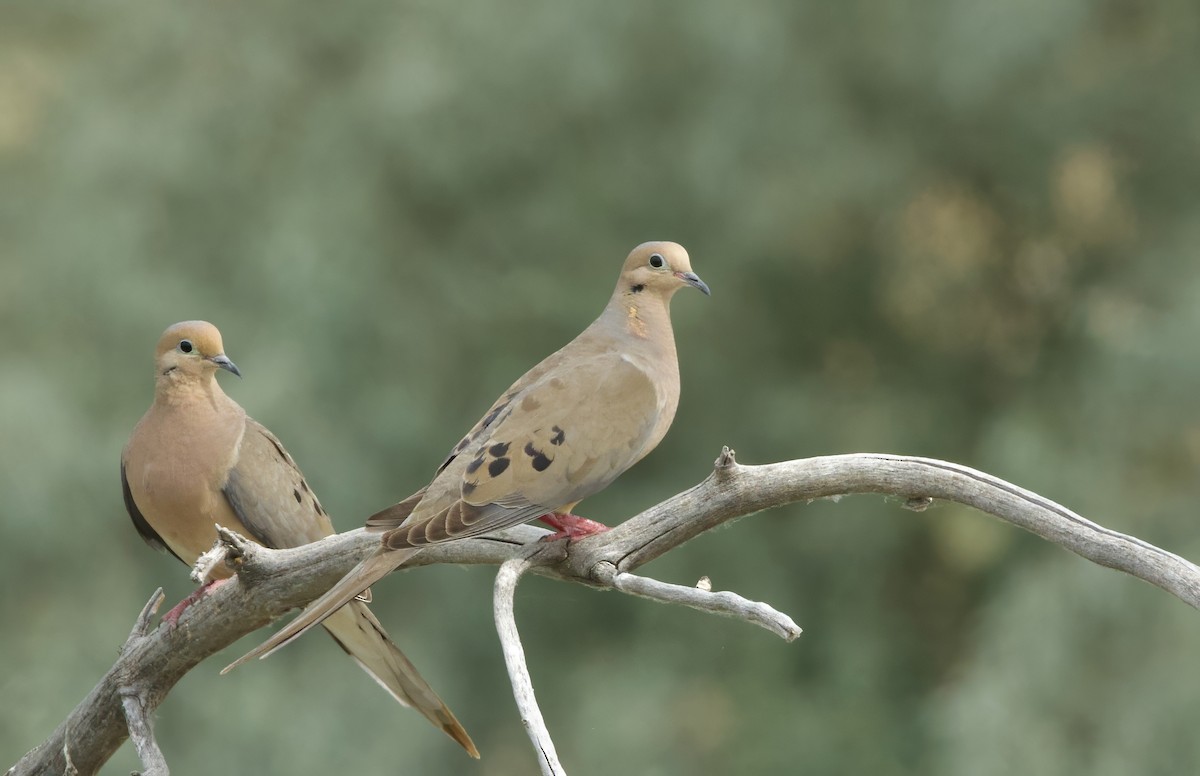 Mourning Dove - ML621581727