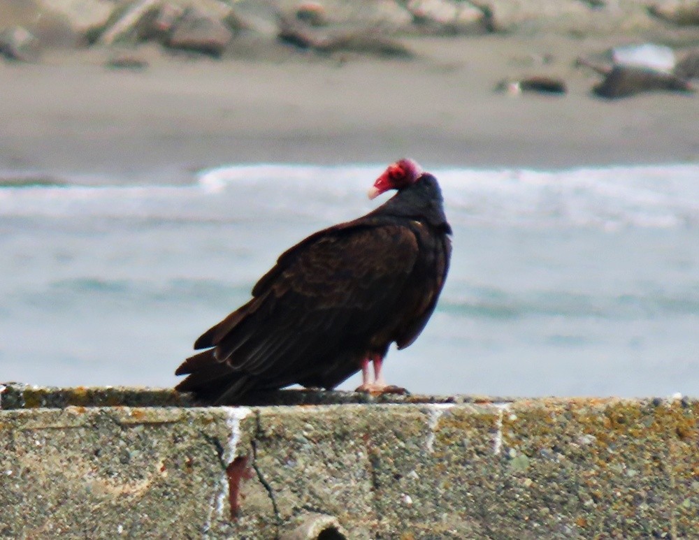 Turkey Vulture - ML621581742