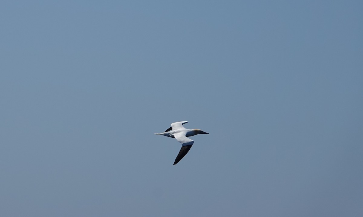 Northern Gannet - ML621581748