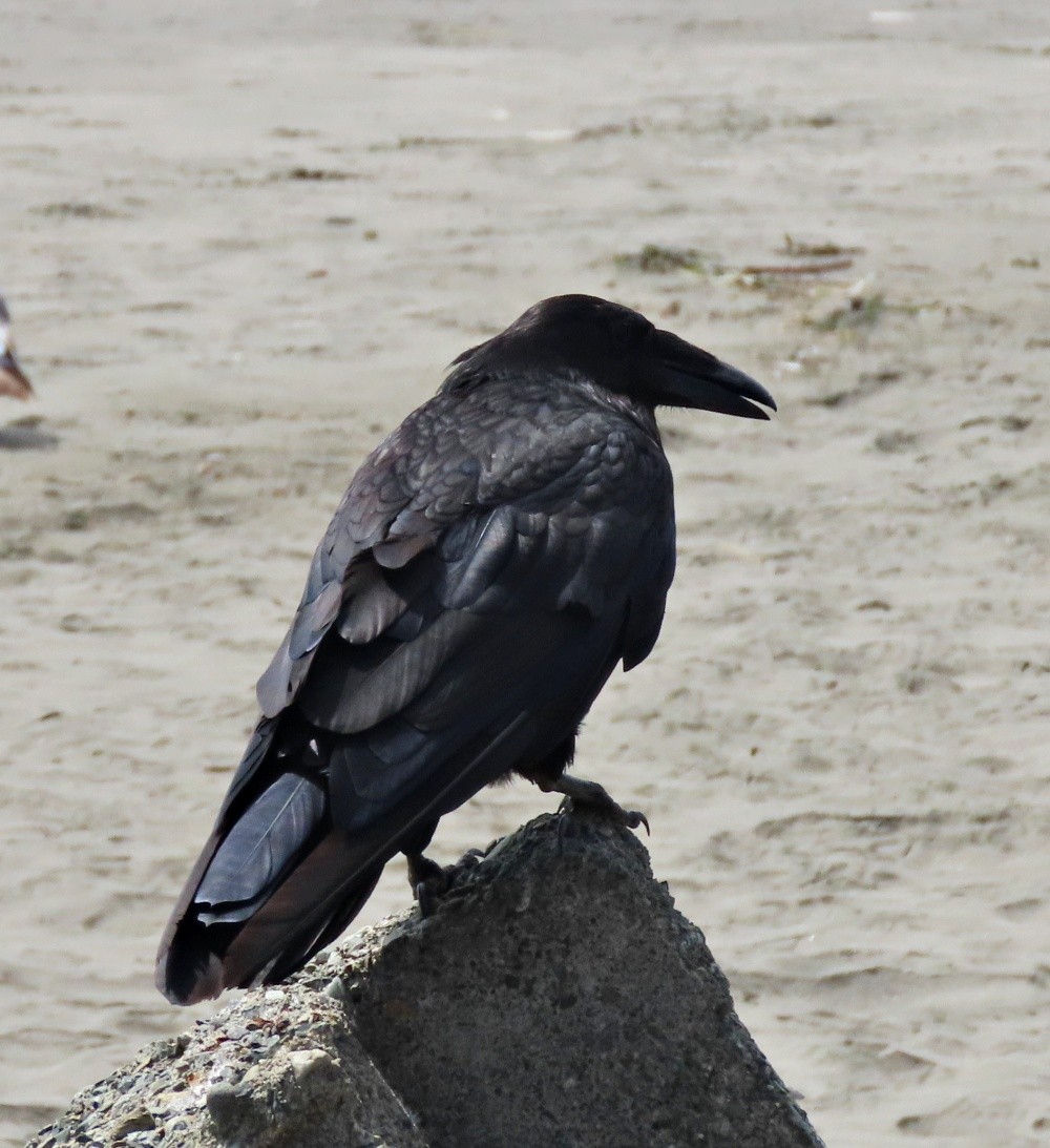 Common Raven - ML621581751