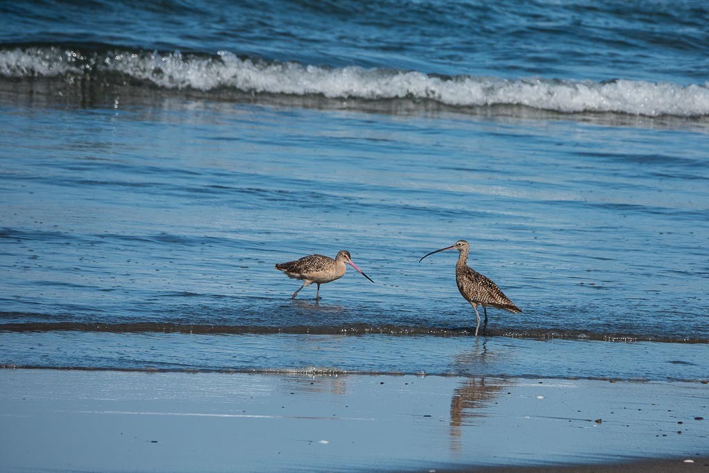 Long-billed Curlew - ML621581807