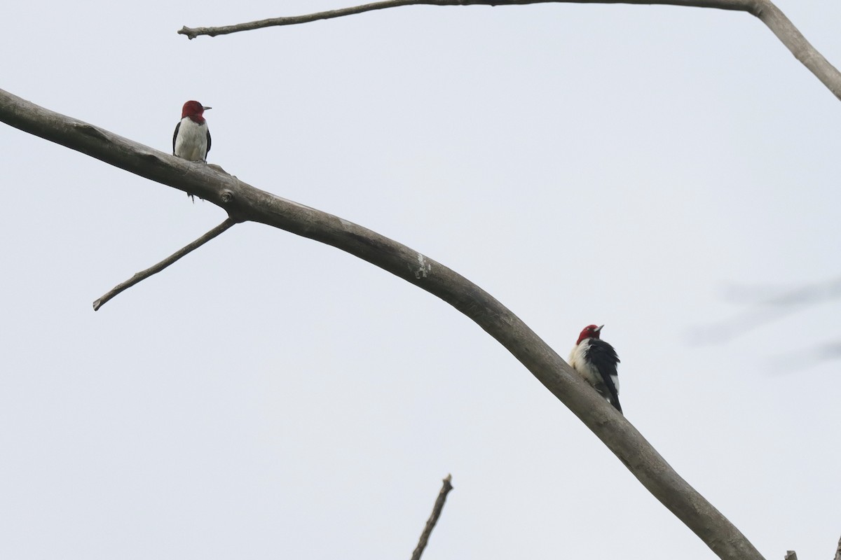 Red-headed Woodpecker - ML621581829