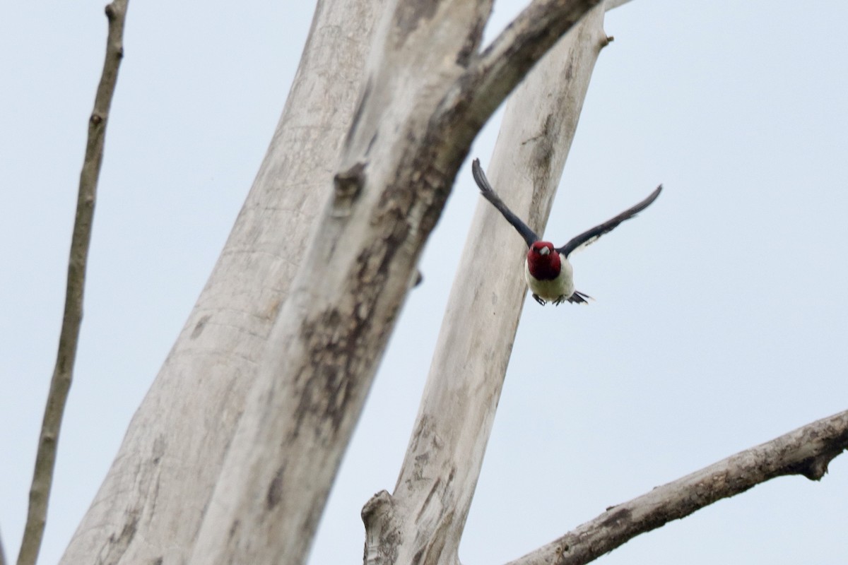 Red-headed Woodpecker - ML621581830
