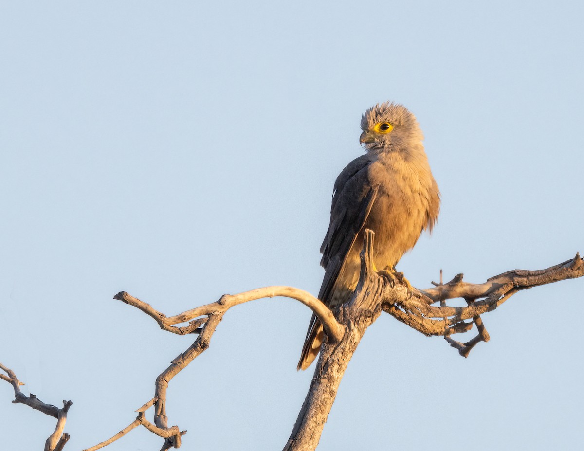 Dickinson's Kestrel - ML621581834