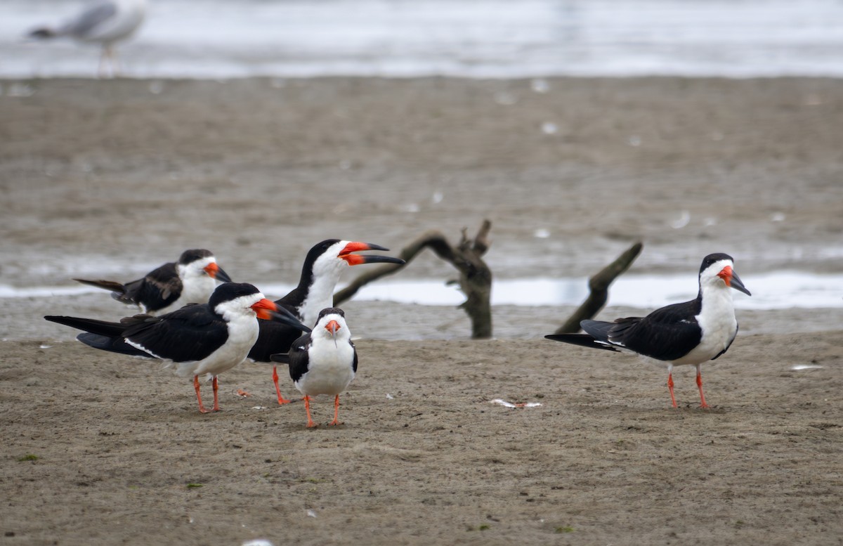 Black Skimmer - ML621581875