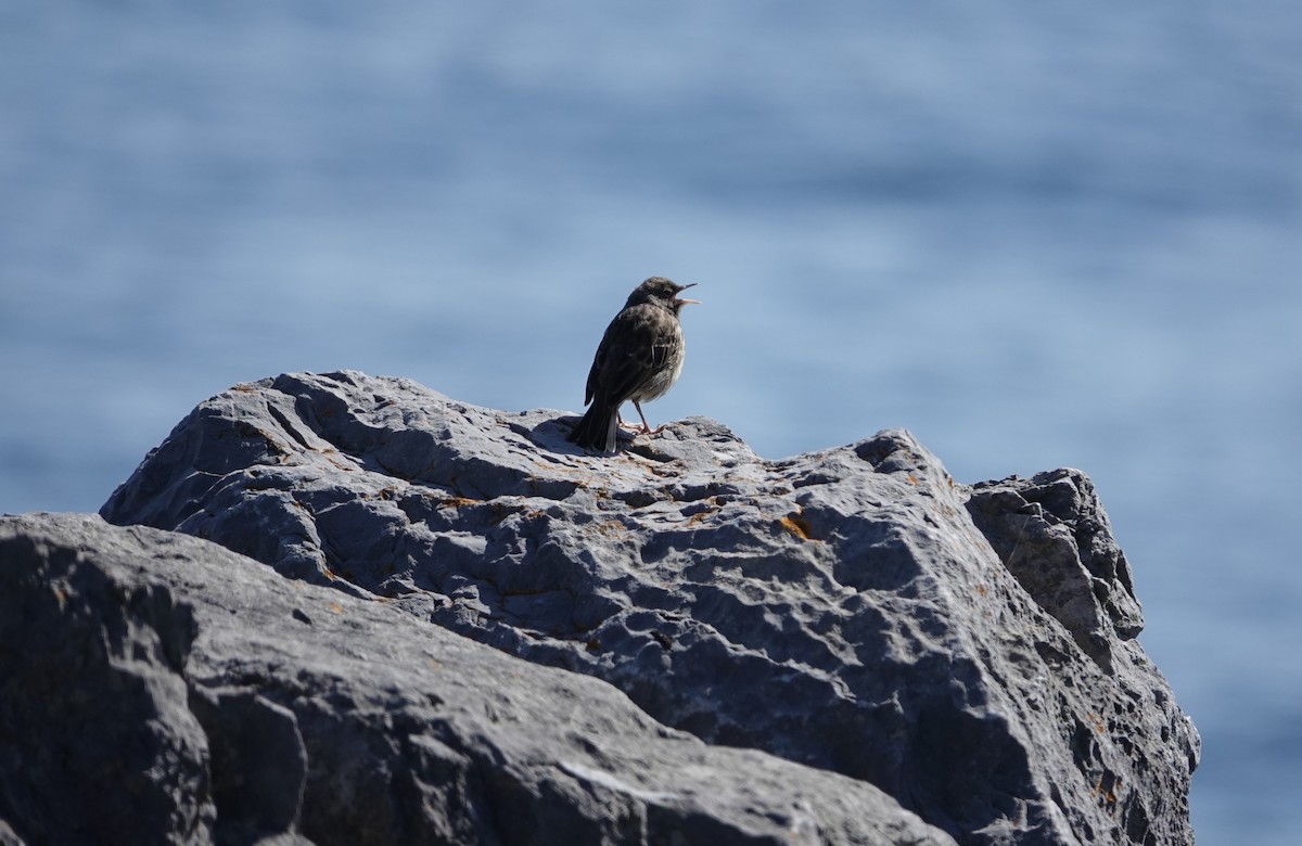 Rock Pipit - Christine McCluskey