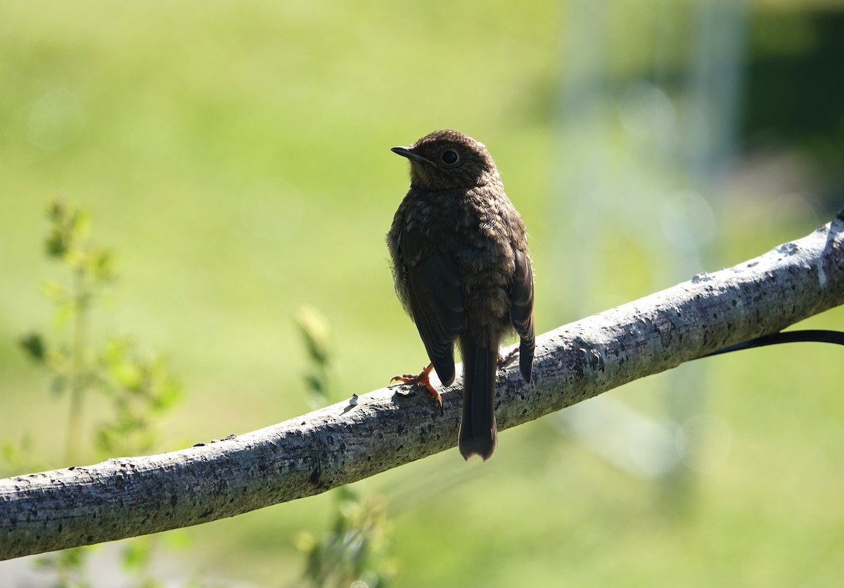 Eurasian Wren - ML621581886