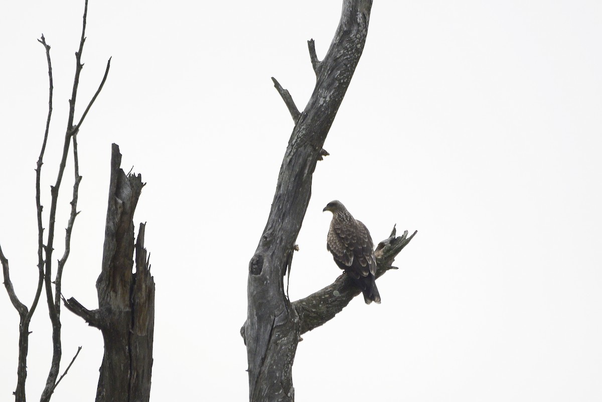 Black Kite - ML621581940