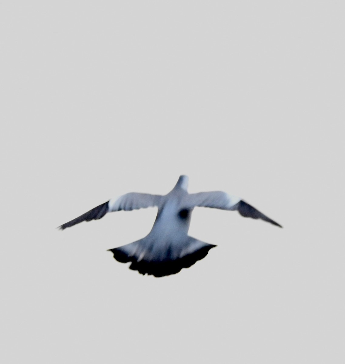 Common Wood-Pigeon - ML621581990