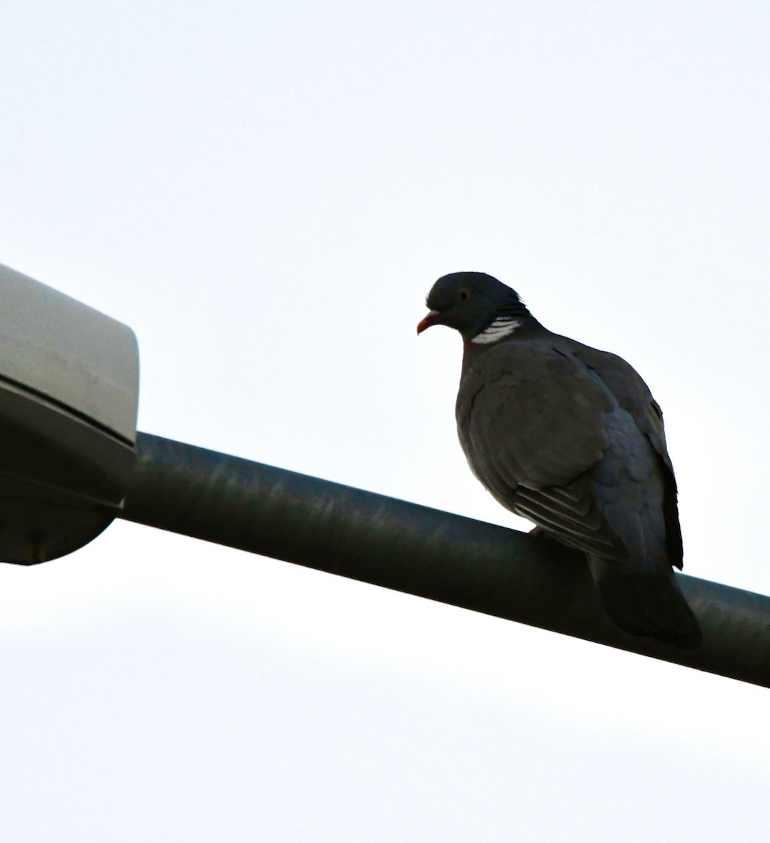 Common Wood-Pigeon - ML621581991