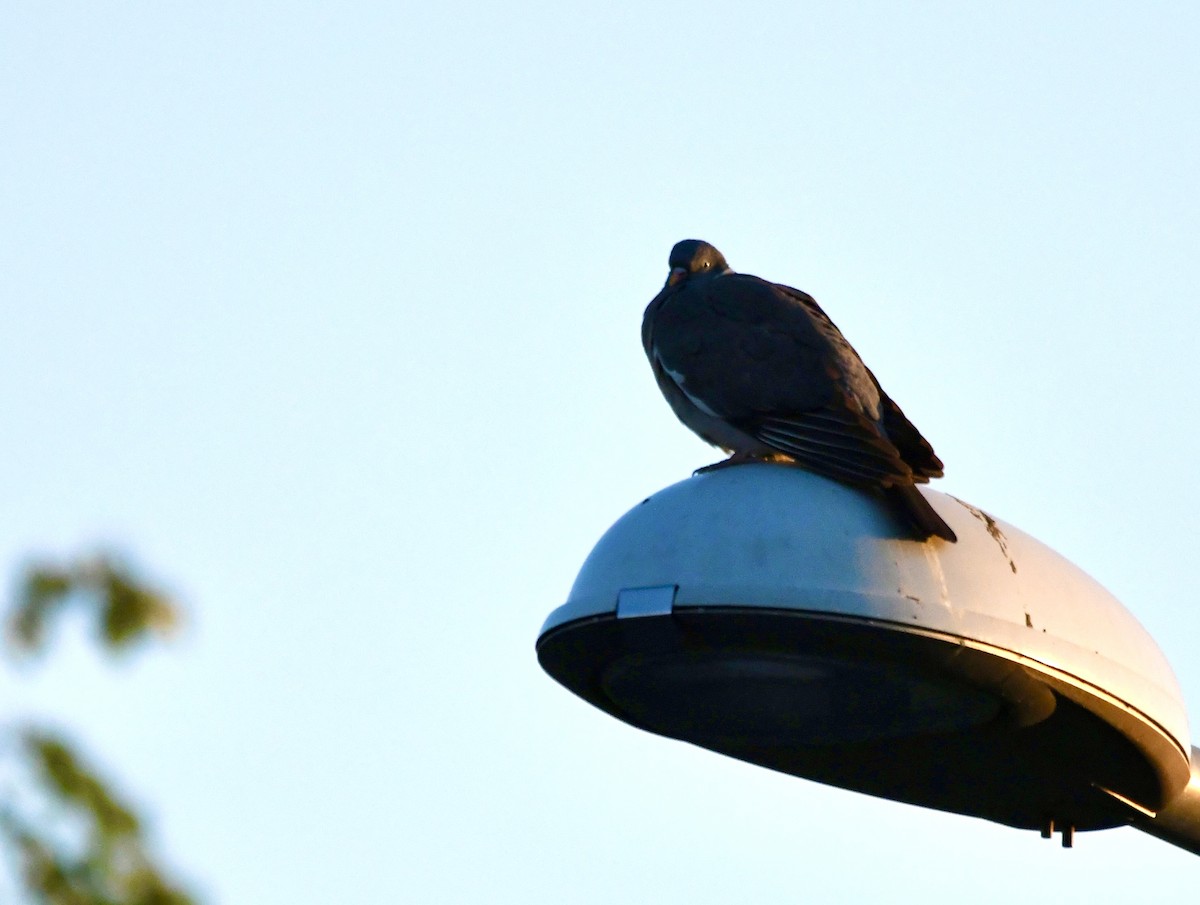 Common Wood-Pigeon - ML621581992