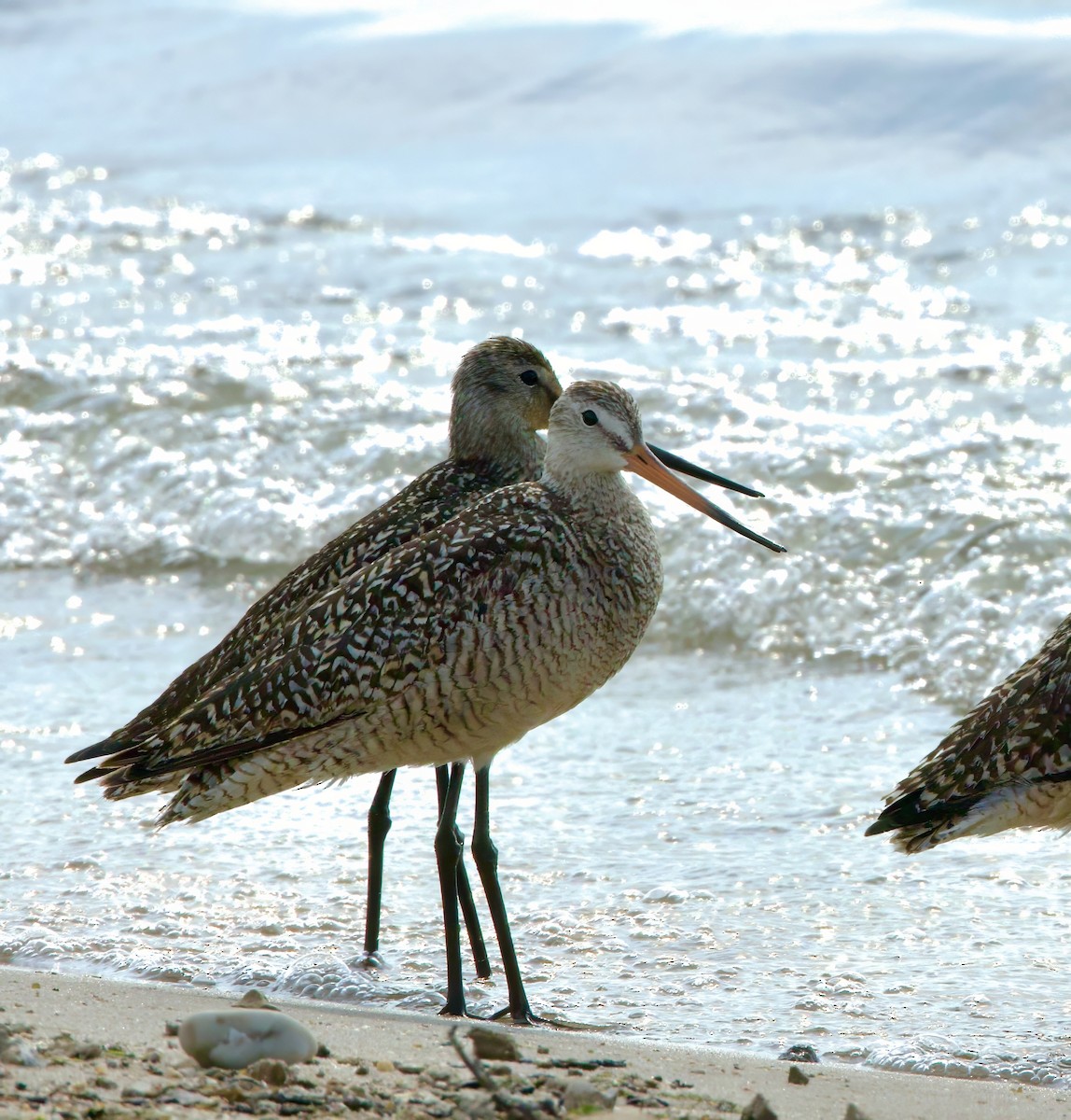 Marbled Godwit - ML621582015