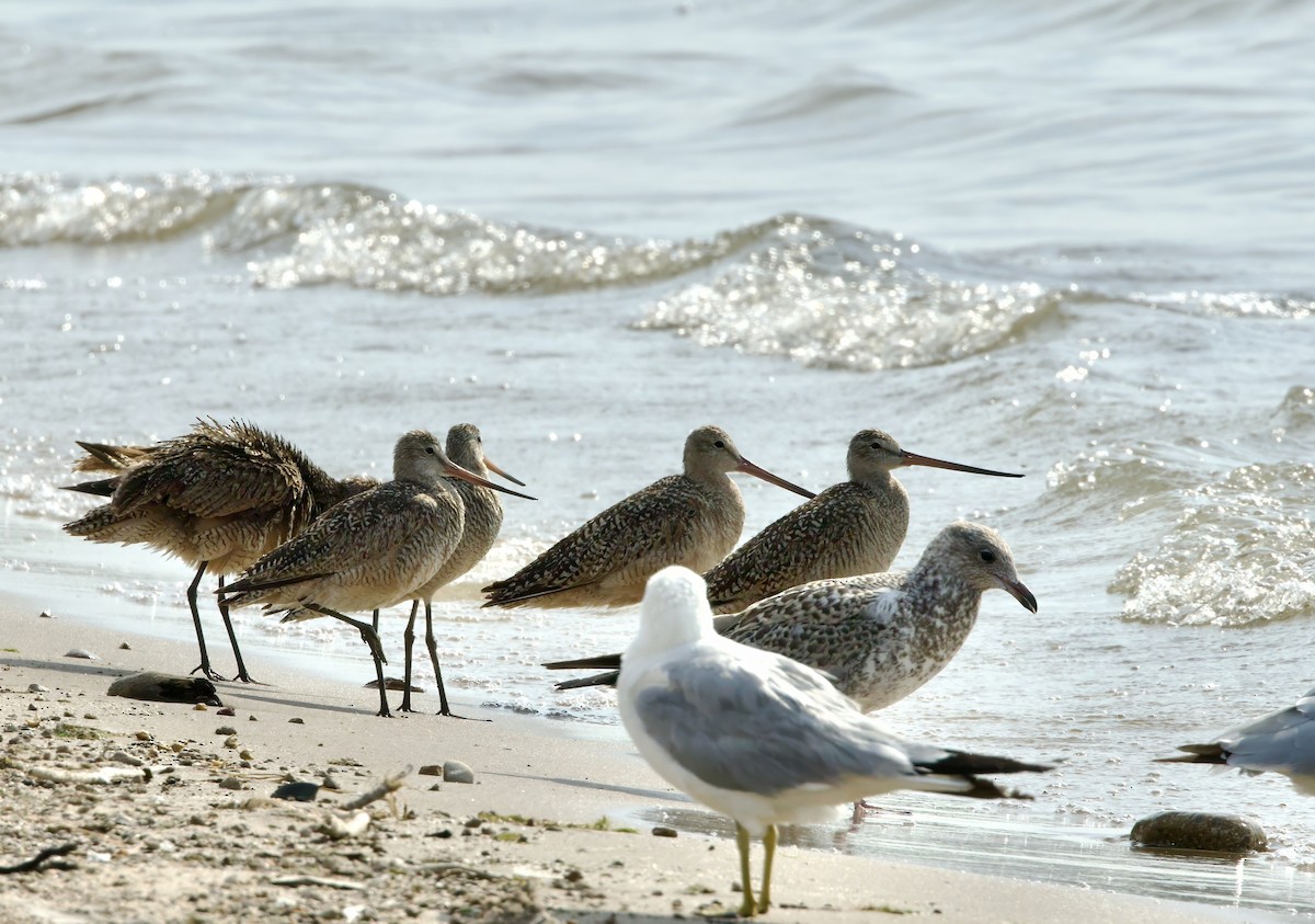 Marbled Godwit - ML621582016