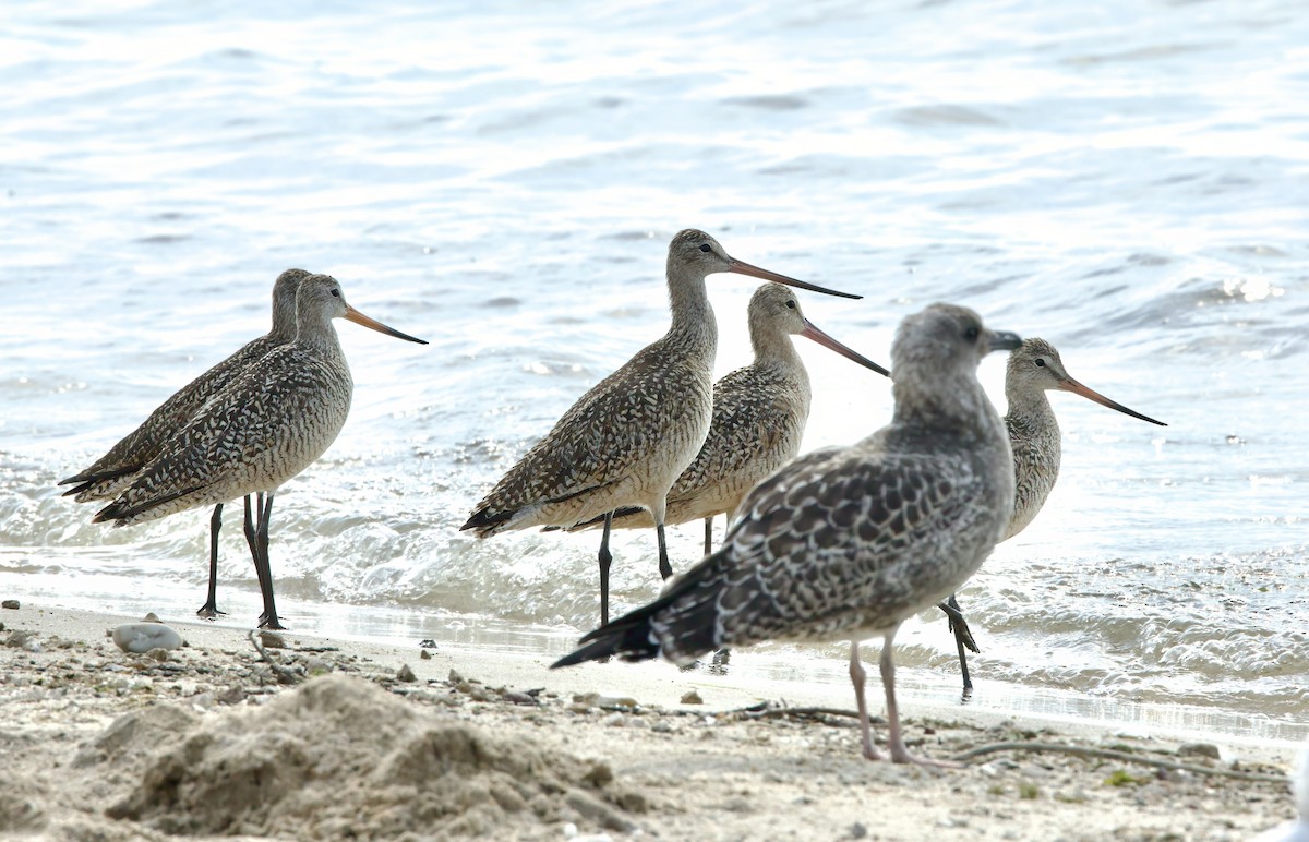 Marbled Godwit - ML621582018