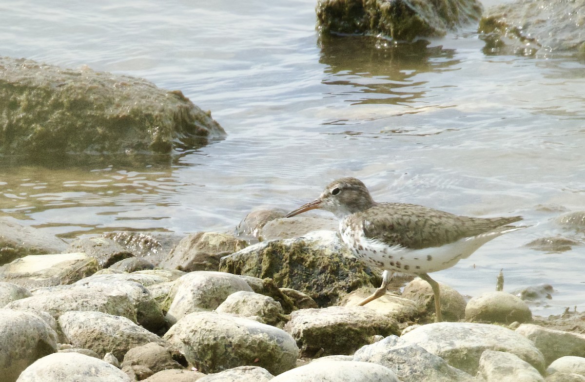 Spotted Sandpiper - ML621582030