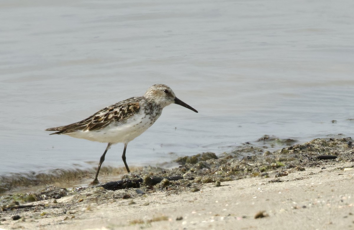 Western Sandpiper - ML621582044