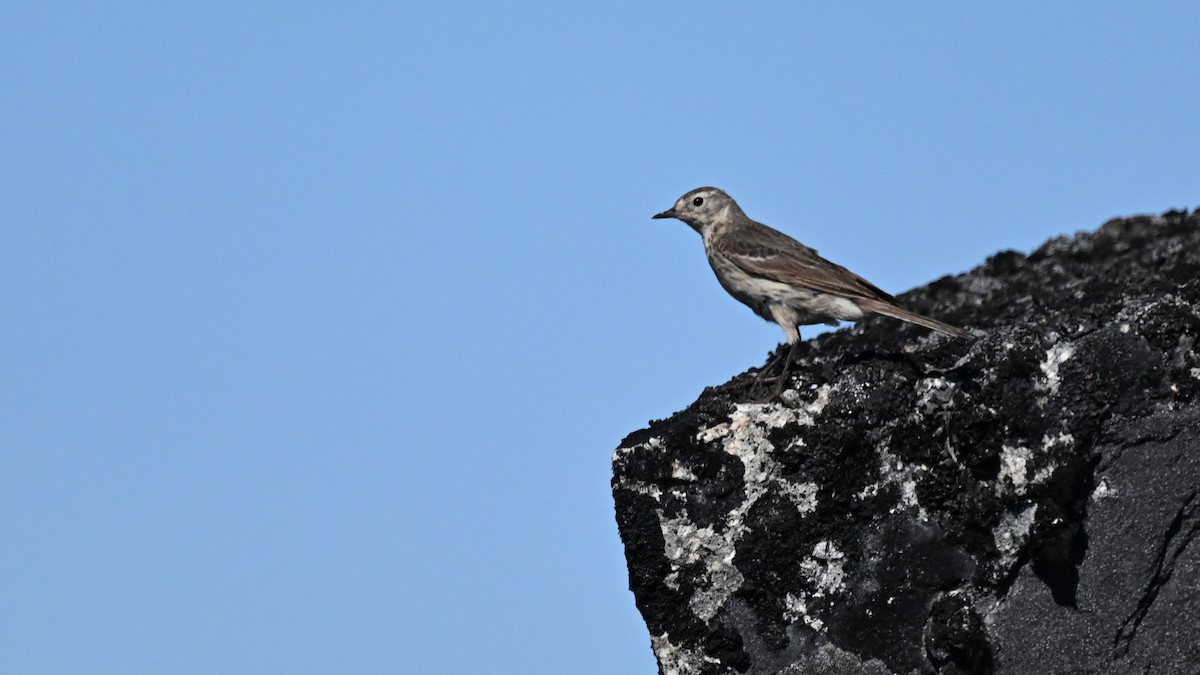 American Pipit (rubescens Group) - ML621582051