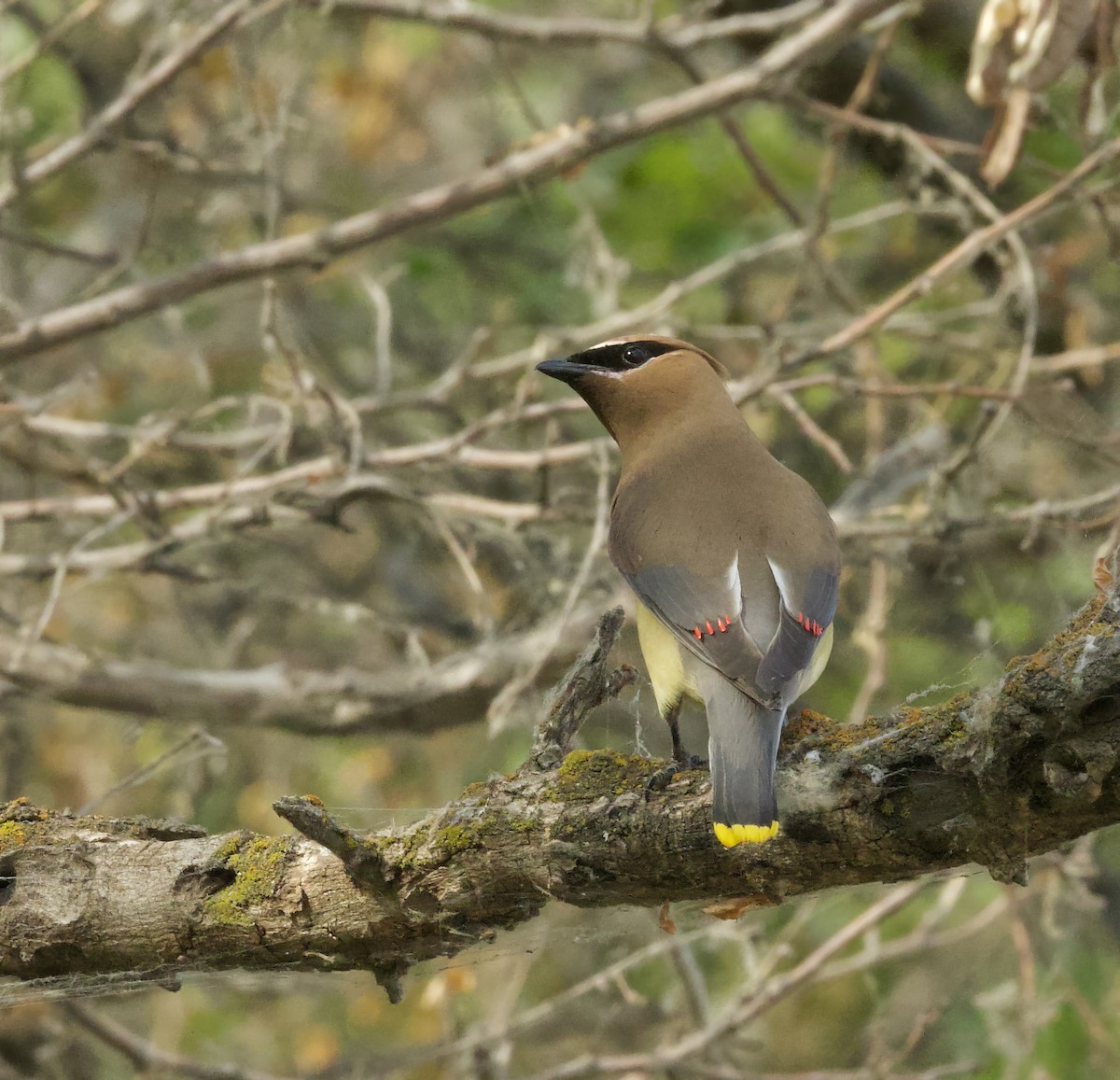 Cedar Waxwing - ML621582071