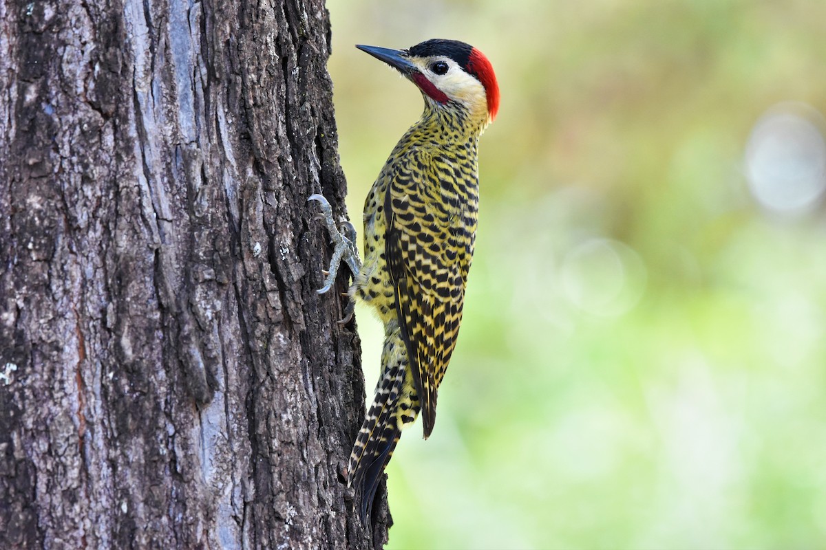 Green-barred Woodpecker - ML621582132