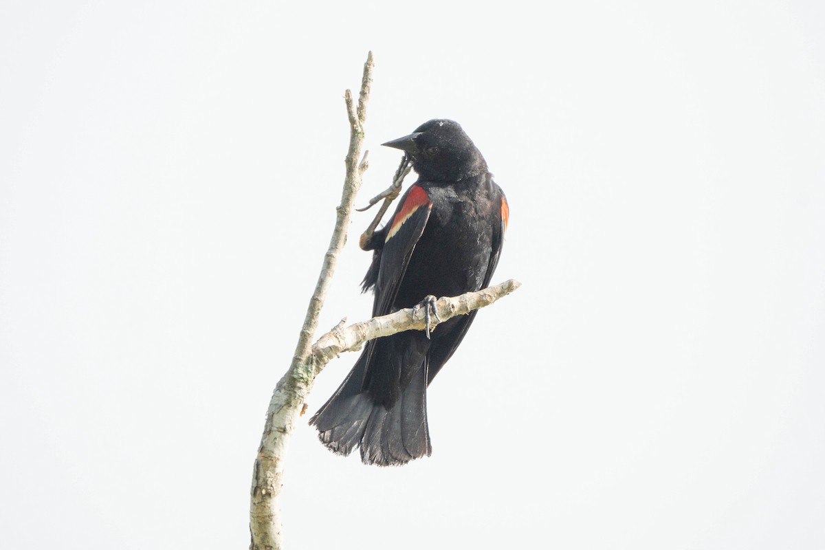 Red-winged Blackbird - ML621582133