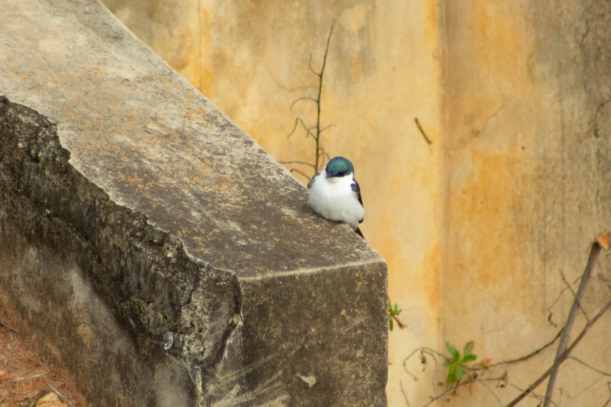 White-winged Swallow - Rafaela Wolf de Carvalho