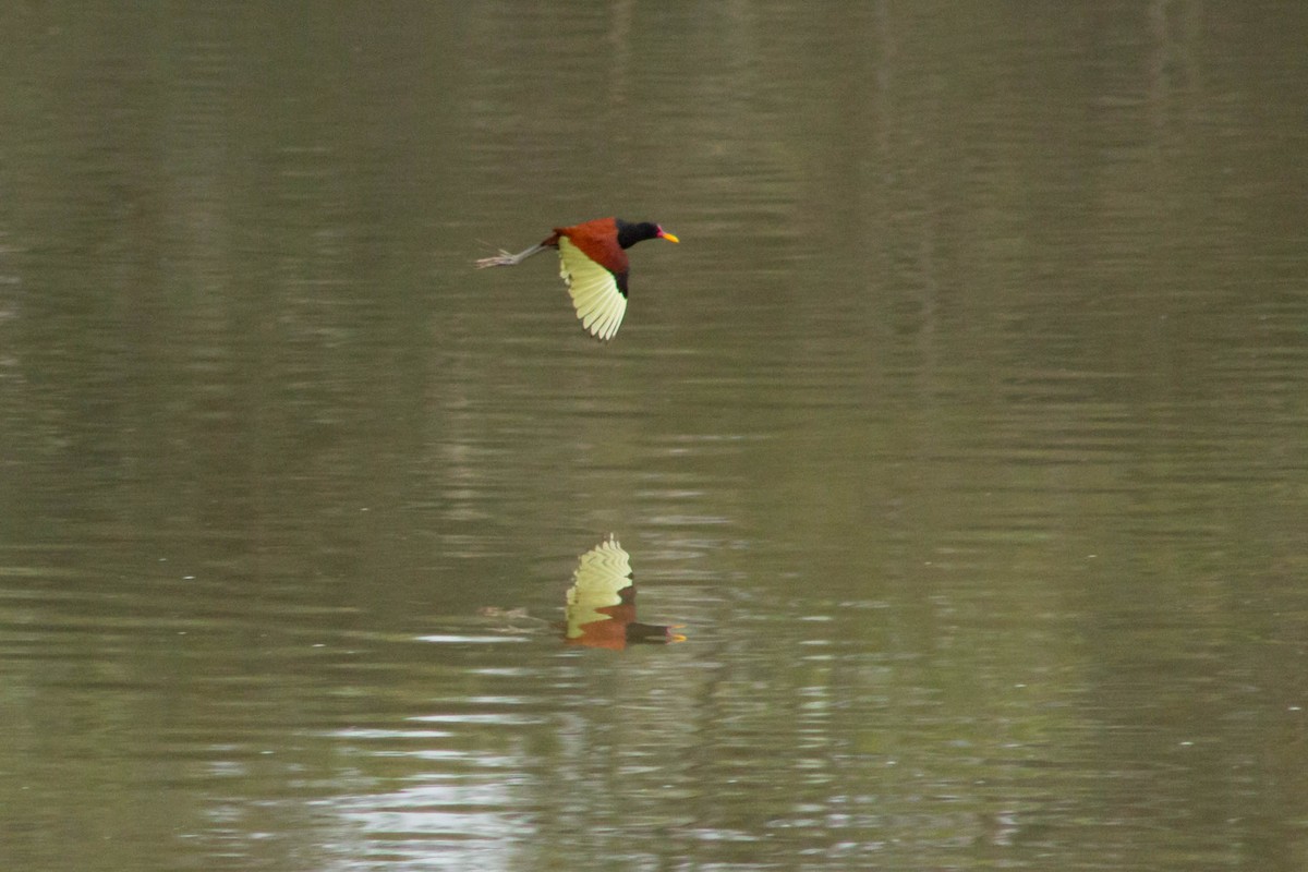 ナンベイレンカク（jacana グループ） - ML621582259