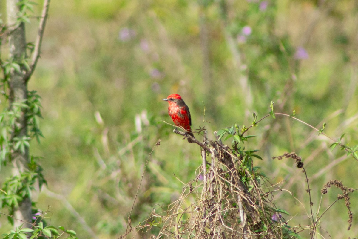 Vermilion Flycatcher (Austral) - ML621582276