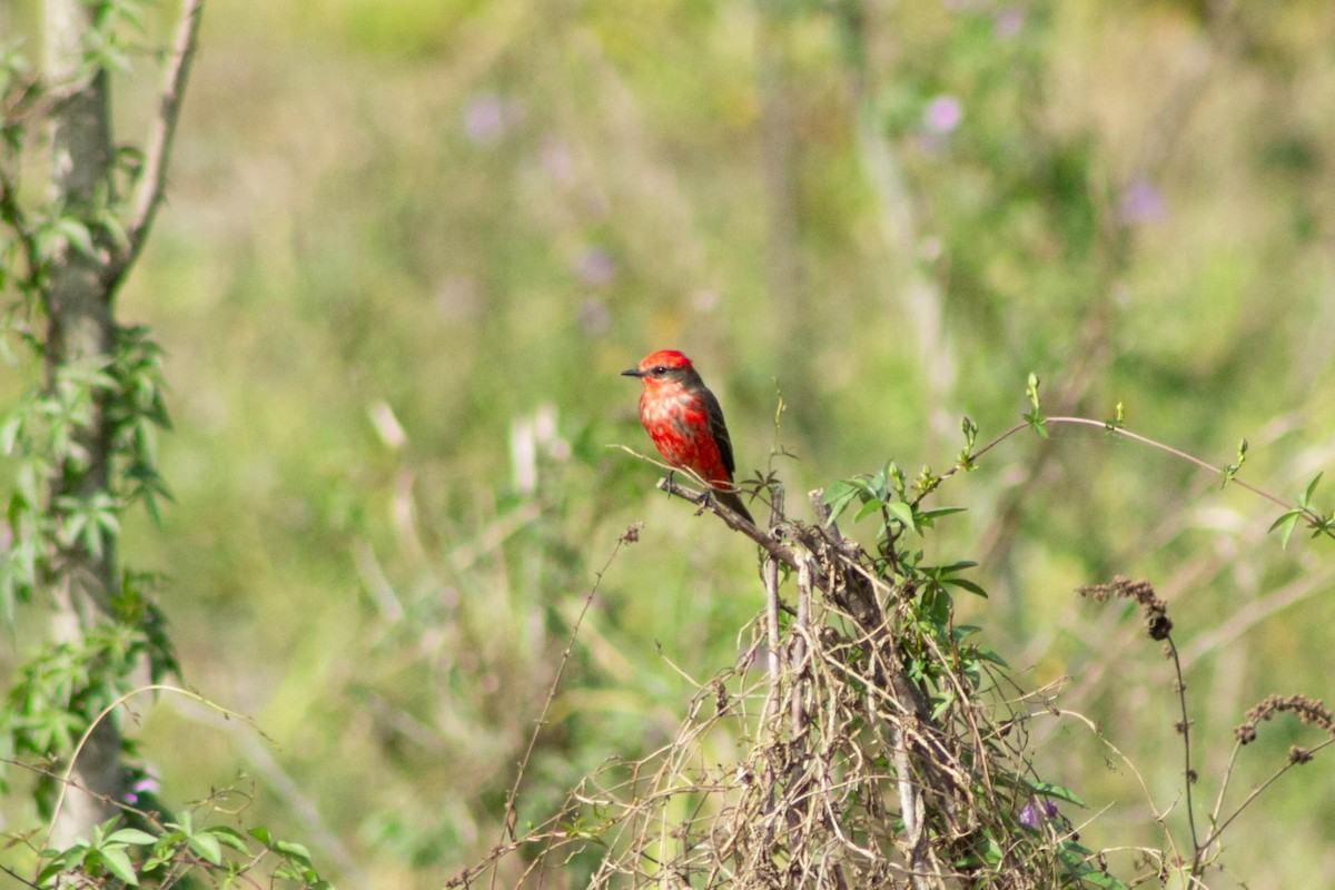 Vermilion Flycatcher (Austral) - ML621582277