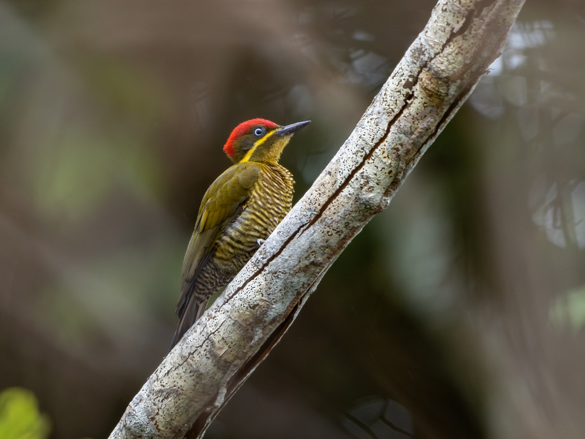 Golden-green Woodpecker (Spot-throated) - ML621582439
