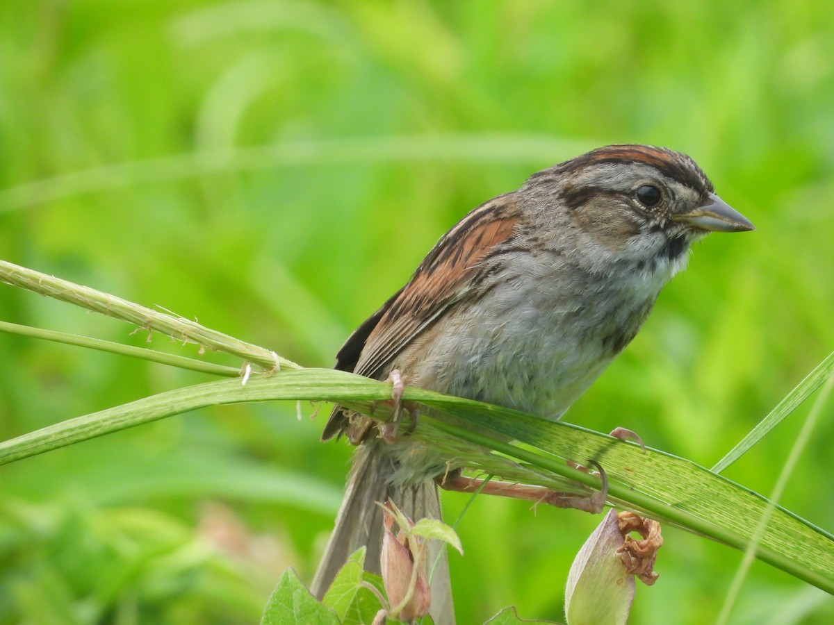 Swamp Sparrow - ML621582444
