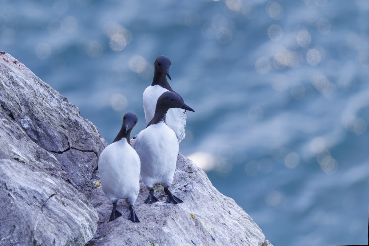 Common Murre - ML621582467